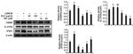 IP3 Receptor 1 Antibody in Western Blot (WB)