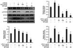 NGAL Antibody in Western Blot (WB)