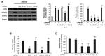 NGAL Antibody in Western Blot (WB)