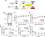 O-linked N-acetylglucosamine (O-GlcNAc) Antibody in Western Blot (WB)