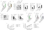 SARS-CoV-2 NSP13 Antibody in Western Blot (WB)
