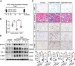 p16INK4a Antibody in Western Blot, Immunohistochemistry (WB, IHC)