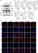 p16INK4a Antibody in Western Blot (WB)
