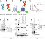 GFP Antibody in Western Blot (WB)