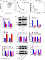 GPX4 Antibody in Western Blot (WB)