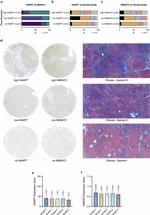 NAMPT Antibody in Immunohistochemistry (Paraffin) (IHC (P))