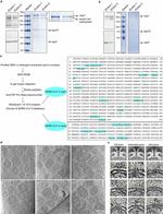 SARS-CoV-2 Nonstructural Protein 3 Antibody in Western Blot (WB)