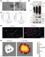 CCR5 Antibody in Western Blot (WB)