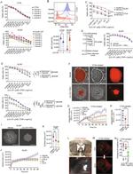CD44 Antibody in Flow Cytometry (Flow)