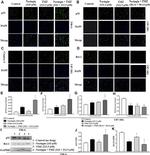 p53 Antibody in Western Blot (WB)