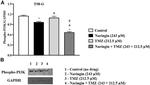 p53 Antibody in Western Blot (WB)