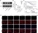 beta Actin Antibody in Western Blot (WB)