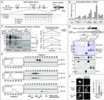 V5 Tag Antibody in Immunocytochemistry (ICC/IF)