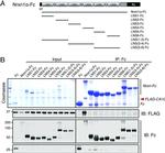 V5 Tag Antibody in Western Blot (WB)