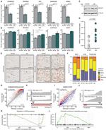 SMNDC1 Antibody in Western Blot, Immunohistochemistry (PFA fixed) (WB, IHC (PFA))