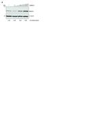 SMNDC1 Antibody in Western Blot (WB)