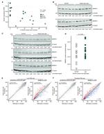 SMNDC1 Antibody in Western Blot (WB)