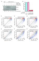 SMNDC1 Antibody in Western Blot (WB)