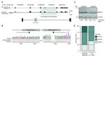 SMNDC1 Antibody in Western Blot (WB)
