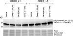 MDH1 Antibody in Western Blot (WB)