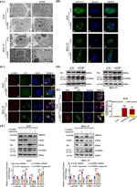 PTBP1 Antibody in Western Blot (WB)