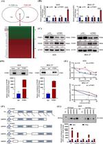 PTBP1 Antibody in Western Blot (WB)