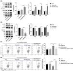 CD4 Antibody in Flow Cytometry (Flow)