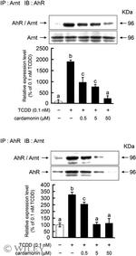 AHR Antibody in Western Blot (WB)