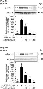 AHR Antibody in Western Blot (WB)