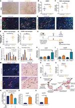 CXCL10 Antibody in Immunohistochemistry (PFA fixed) (IHC (PFA))