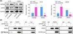 CMTM5 Antibody in Western Blot (WB)
