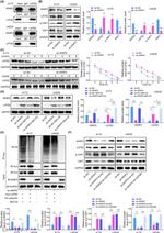 LATS2 Antibody in Western Blot (WB)