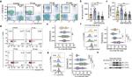 LC3A/LC3B Antibody in Flow Cytometry (Flow)