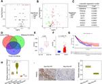 PHKG2 Antibody in Immunohistochemistry (PFA fixed) (IHC (PFA))