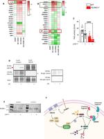 Adenylate Cyclase 4 Antibody in Western Blot, Immunoprecipitation (WB, IP)