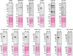 Synaptotagmin 1 Antibody in Western Blot (WB)