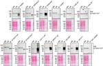 Synaptotagmin 1 Antibody in Western Blot, Immunoprecipitation (WB, IP)