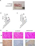 ALG8 Antibody in Immunohistochemistry (Paraffin) (IHC (P))