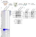 RETSAT Antibody in Western Blot (WB)