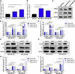 SIRT1 Antibody in Western Blot (WB)