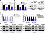 SIRT1 Antibody in Western Blot (WB)