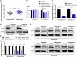 ACSL4 Antibody in Western Blot (WB)