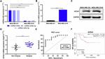 ACSL4 Antibody in Western Blot (WB)