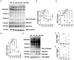 O-linked N-acetylglucosamine (O-GlcNAc) Antibody in Western Blot (WB)