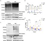 O-linked N-acetylglucosamine (O-GlcNAc) Antibody in Western Blot (WB)