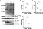 O-linked N-acetylglucosamine (O-GlcNAc) Antibody in Western Blot (WB)