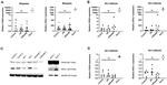 ASCL1 Antibody in Western Blot (WB)