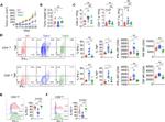 CD4 Antibody in Flow Cytometry (Flow)