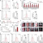 CD163 Antibody in Flow Cytometry (Flow)