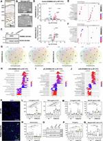 PGRMC2 Antibody in Immunohistochemistry (PFA fixed) (IHC (PFA))